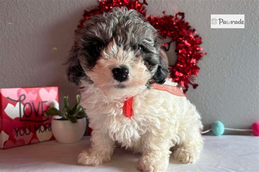 Carolyn - Cavapoo Puppy 928BDD