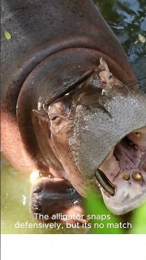 4K Hippo Takes on Alligator!