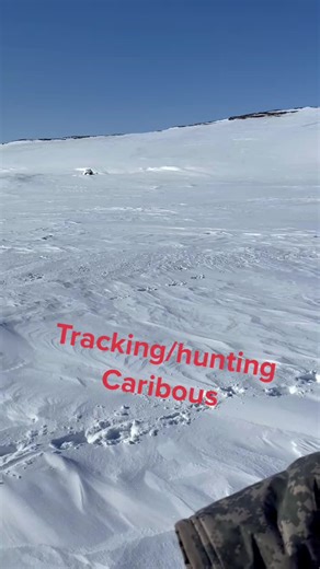Tracking and Hunting Caribou: A Traditional Inuit Practice