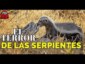 TEJÓN DE LA MIEL vs Pitón, Cobra y Víbora: Batallas Salvajes Épicas