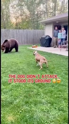 Pitbull vs Bear in a Backyard 😳🐻 | Realistic Wildlife Encounter #bearattack #pitbull