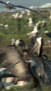 10K reactions · 364 shares | Sound on for nature ASMR. Nature’s spectacular soundtrack is called bioacoustics and it provides valuable data for scientists. | The Nature Conservancy | Facebook
