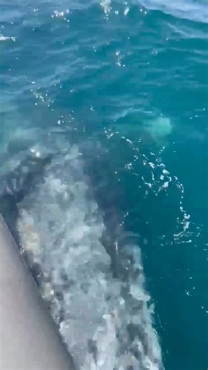 Incredible whale encounter with Whale Research Eco Excursions Watch until the end 👉🏼 Book a Whale Watching Tour OregonWhales.com Depoe Bay | Oregon Coast Madison Werkheiser | Discovering Depoe Bay Oregon