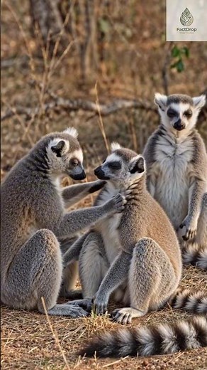 Inside Madagascar’s Wildest Primates