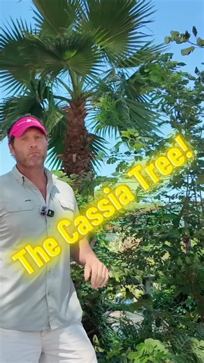 42 reactions | ✨ Big news plant people… The Peanut Tree (aka Cassia...
