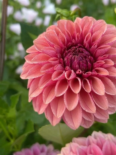 Flower People on Reels