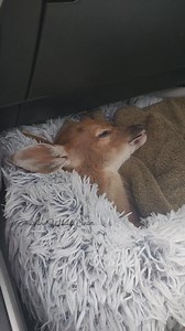 559K views · 20K reactions | Fawn calls are pouring in (right along...