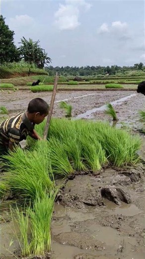 bha kba symbei #vlog #farming