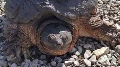 Turtle emerges from winter with mud piled on its shell