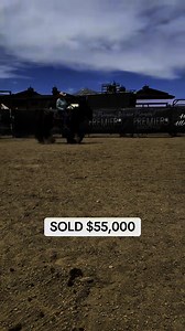 75K views · 879 reactions | SOLD $55,000 at Montana’s Premier Horse Sale! | Premier Horse Sales | Facebook