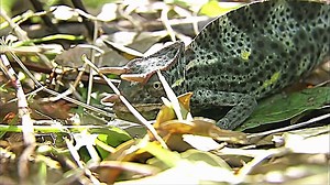 Fighting For Life System Wild Animals Fights Documentaries