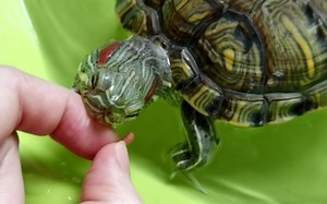 我们巴西龟绝对不咬主人的手