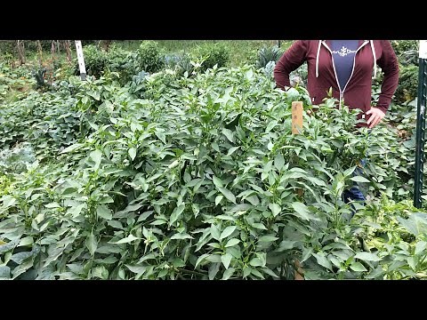 Double Digging's Tips, Tricks, and Finer Points