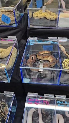 AMAZING Ball Python Morphs at Repticon Costa Mesa 🐍 ¡INCREÍBLES Pitones Bola en Repticon Costa Mesa!