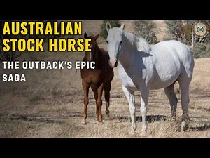 The Australian Stock Horse The Breed for Every Need Explained