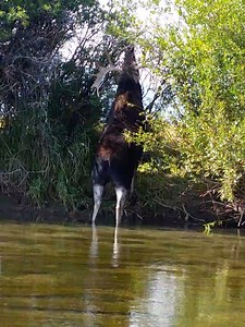 Teton Valley Lodge on Reels | Facebook