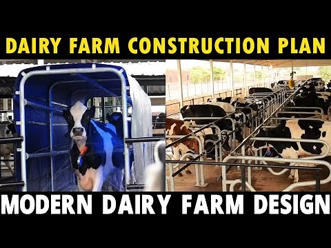 Things You Need to Know Before Building Dairy Shed / House | Dairy Farming setup Guide For Beginners
