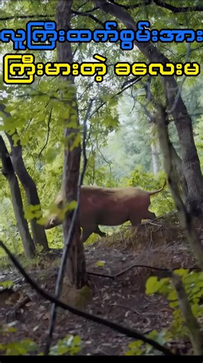 Movie Insights and Analysis