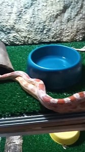 Compartimos con ustedes este video que muestra la cópula de dos serpientes del maíz (Pantherophis guttatus), estas serpientes son las más usadas como mascota desde hace décadas, algunos autores las consideran animales domesticos o en proceso de domesticación. Estamos totalmente de acuerdo con llamarlas domésticas. | Alternatus Uruguay