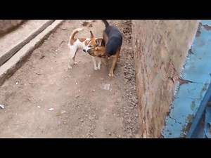 Street Dog breeding In Field. Animal breeding Season