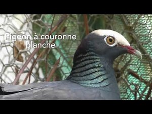 Pigeon à couronne blanche, White crowned pigeon