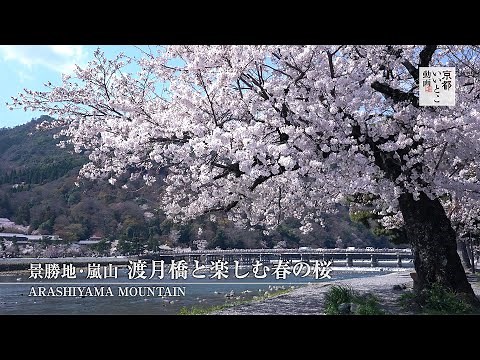 景勝地・嵐山 渡月橋と楽しむ春の桜 / Arashiyama Mountain / 京都いいとこ動画