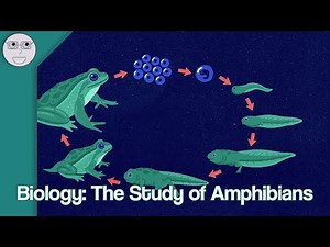 Biology: The Study of Amphibians