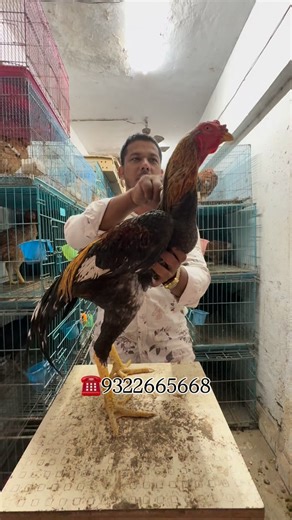 Arif Kapda Wala on Instagram: "Best quality Java Muruga for sale in Mumbai all India delivery"