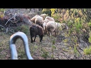 Dairy sheep grazing in Farm Tzouramani 🐏🇬🇷 Greece #sheep #πρόβατα #koyun #dele #birkák #κτηνοτροφία