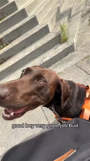 This is your sign to not stop on a crossing. When you stop on a crossing, you’re creating a real obstacle for people who are visually impaired. ⁠ Video Credit: ⁠ @wildpupofthesea #GuideDog #Accessibility #Awareness #Education #Traffic #BeKind | Two Blind Brothers