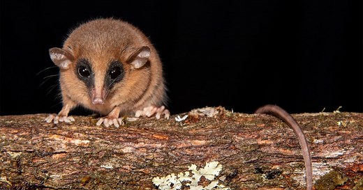 Scientists Photograph Newly-Discovered Marsupial In Peruvian Cloud Forest