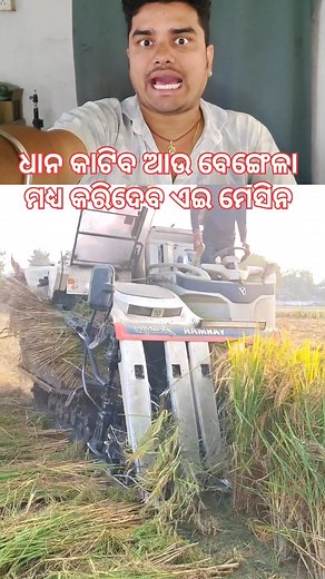 This is how paddy crop is grown 😱 #farmers #agriculture #farming #farmer #farm #farmlife #tractor #farmersmarket #india #farmerlife #organic #nature #farmerslife #agriculturelife #food #agri #harvest #farmersprotest #tractors #johndeere #agro #kisan #love #punjab #agribusiness #newholland #horticulture #organicfarming #farminglife #fendt | Chiku Rout Sabir