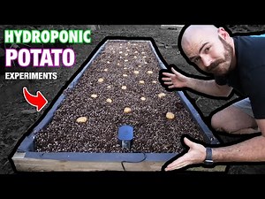 The Hydroponic Potato Experiments