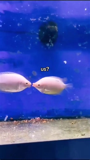 Fish Found Love Before Me — Backrooms Meme Reaction