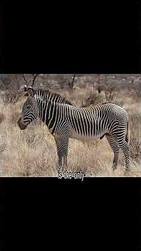 Equus (genus)