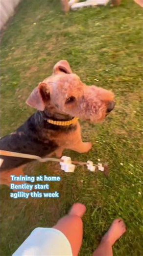 Training at home start agility next week! #doglife #airedale #agility #bentley