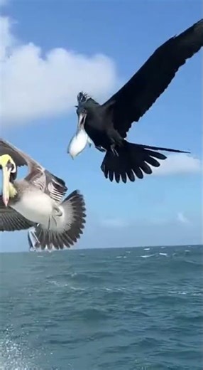 Frigatebird Destroys Pelican Mid Air Over Ocean 🦅💥😱