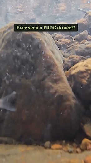 296K views · 2.4K reactions | Capturing the mesmerizing ‘dance’ of...