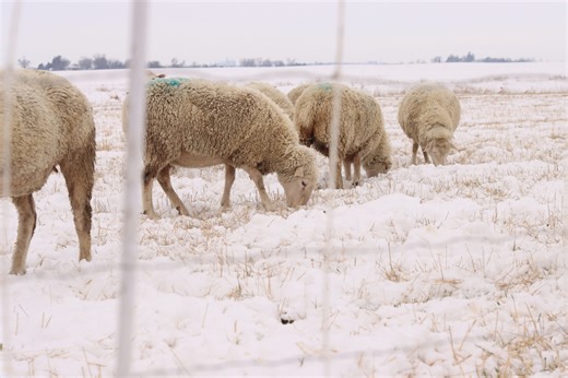 Wool, beer and cleaner water: Just a few Iowa products from an experimental grain • Iowa Capital Dispatch