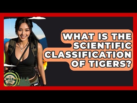 What Is The Scientific Classification Of Tigers? - The Wild Life Explorer