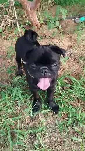 Pug dog breed One of the smallest dog breed #shorts