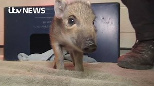 23K views · 135 reactions | This baby boar was abandoned in a sorry...