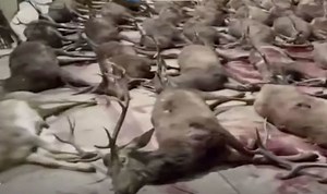 'An orgy of blood and death': 450 animals slaughtered in fenced pen