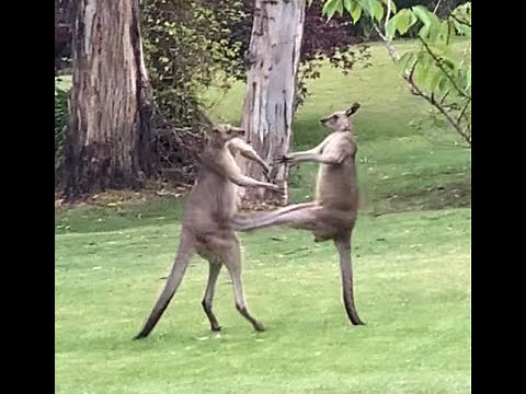 Epic Kangaroo Fight - who won?