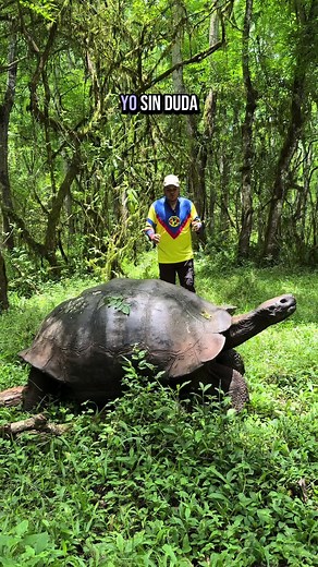 Increíbles tortugas gigantes de las Islas Galápagos