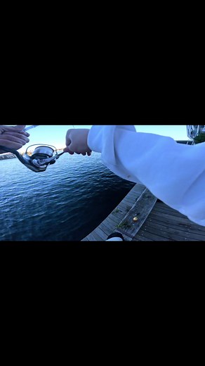 68cm 🐊 on 8lb, what a mad fight@lawson.kinney9 #fishing #peir2 #bonnie #fishtok #king