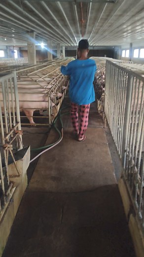 Feeding sow and Gilt Gestating feeds And lactating feed premix #swinefarming #piggerybusiness #baboy #fatteners #piggeryfarm #pig #baboyan #pork #hog #swine | Animal Technician Specialist