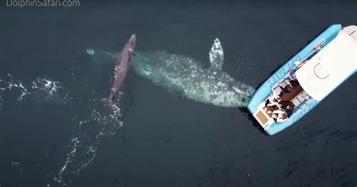 Drone Camera Captures Rare Whale Birth in Front of Astonished Onlookers
