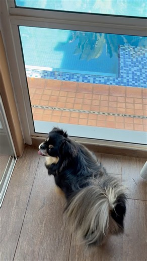 Wait linga guli dog song cat song dog songs cat songs music puppy animals pets shorts funny cute cat