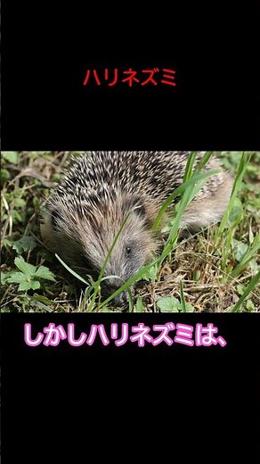 ハリネズミの意外なスゴさ